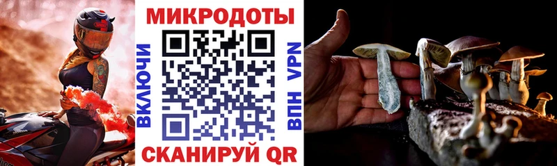 Псилоцибиновые грибы Cubensis где продают Знаменск