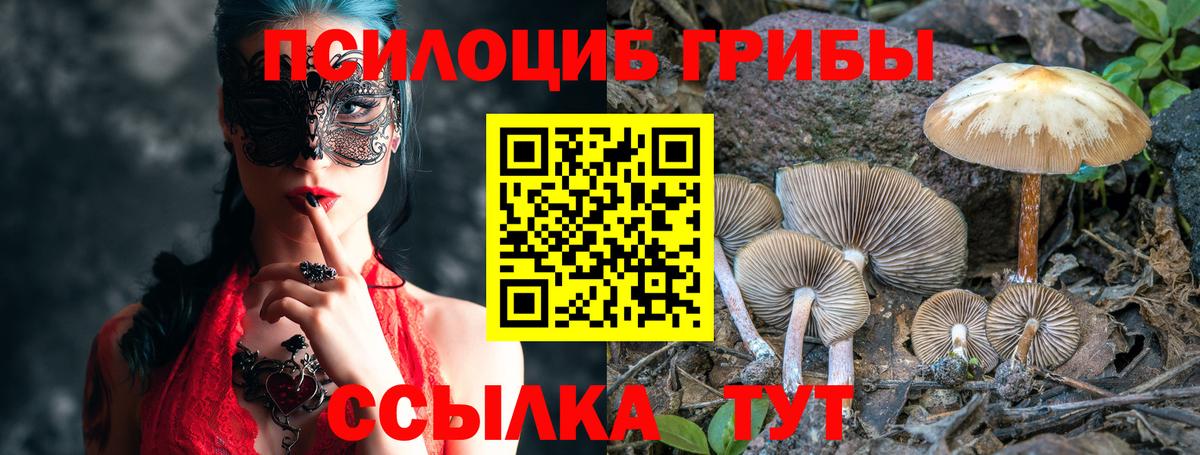 Галлюциногенные грибы Psilocybe Знаменск